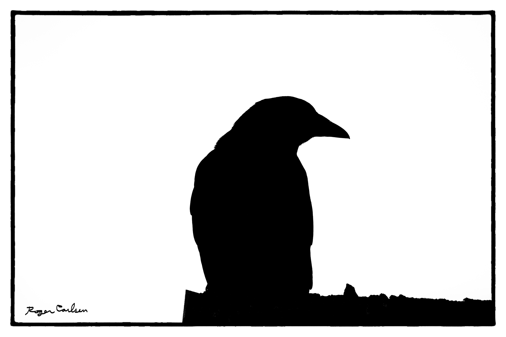 Crow by Roger Carlsen