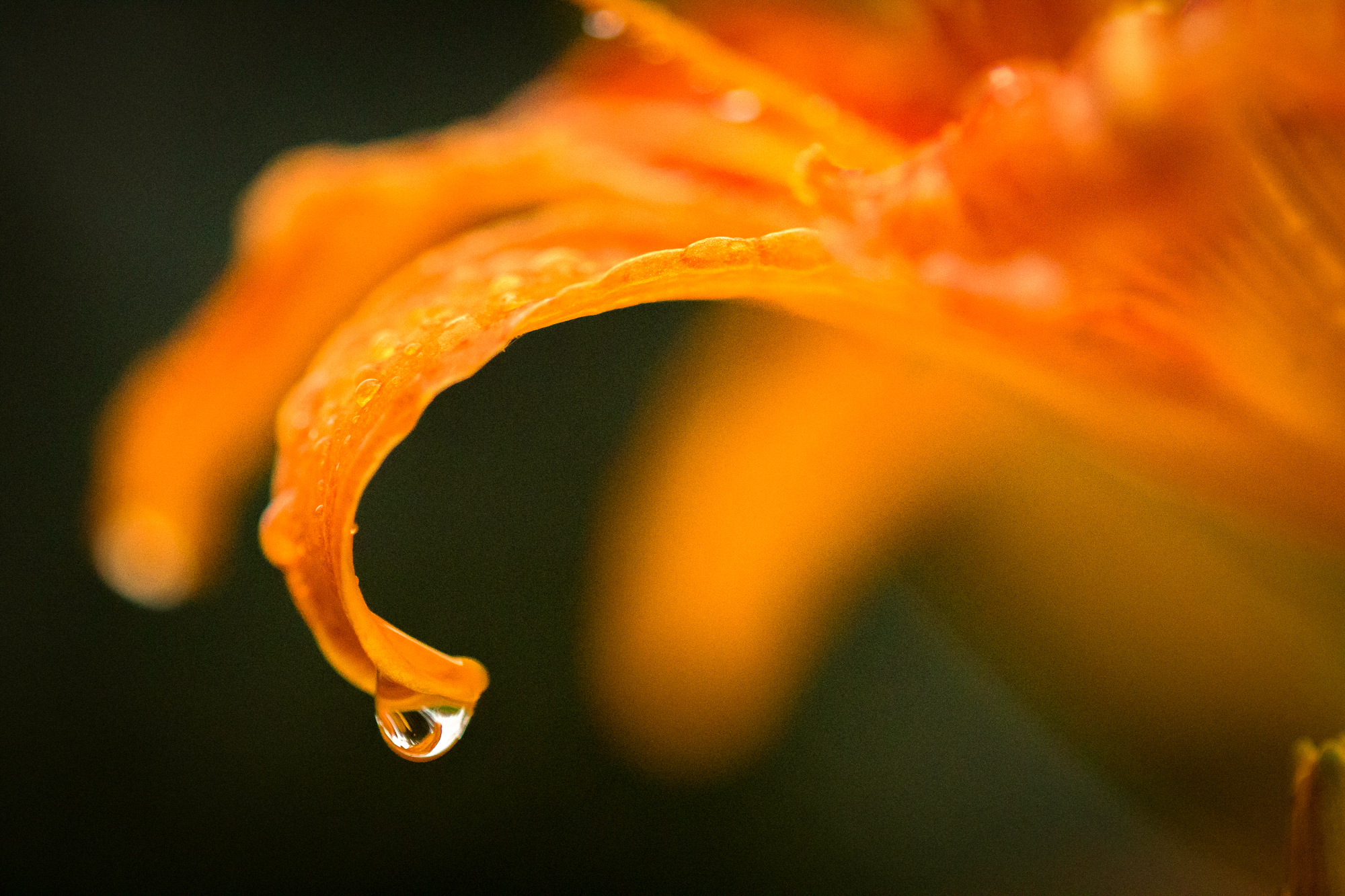 Tiger Lily by Roger Carlsen