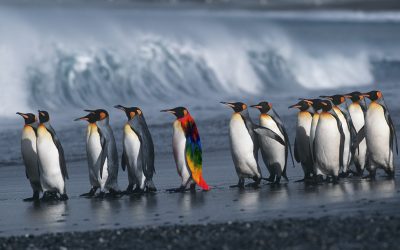 images speak any language